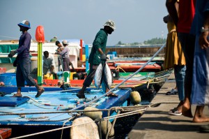 Commercial fisherman carrying Skipjack Tuna, Maldives.