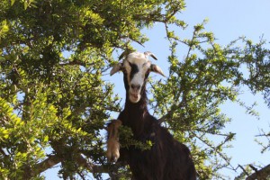 Goats1_tree-climbing-goats-morocco-3