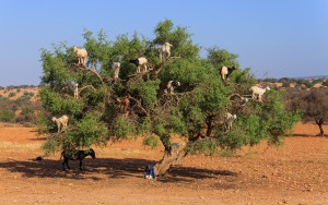 tree-climbing-goats-morocco-woe1