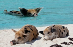 bahamas-swimming-pigs
