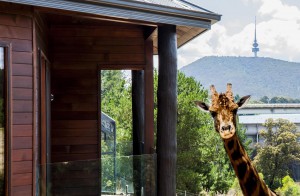 giraffe treehouse exterior crop
