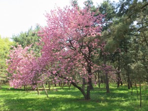 Spring in South Korea (1)