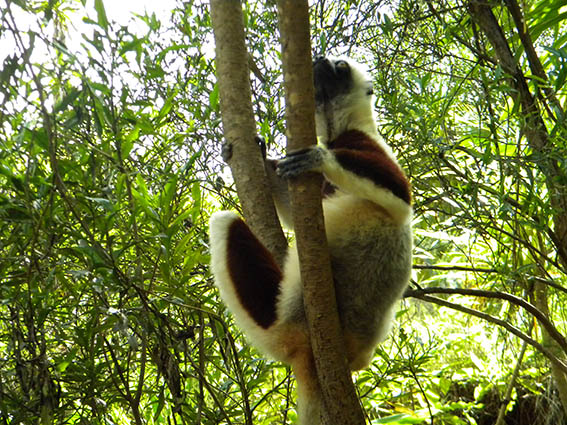 Parcul lemurienilor, Antananarivo