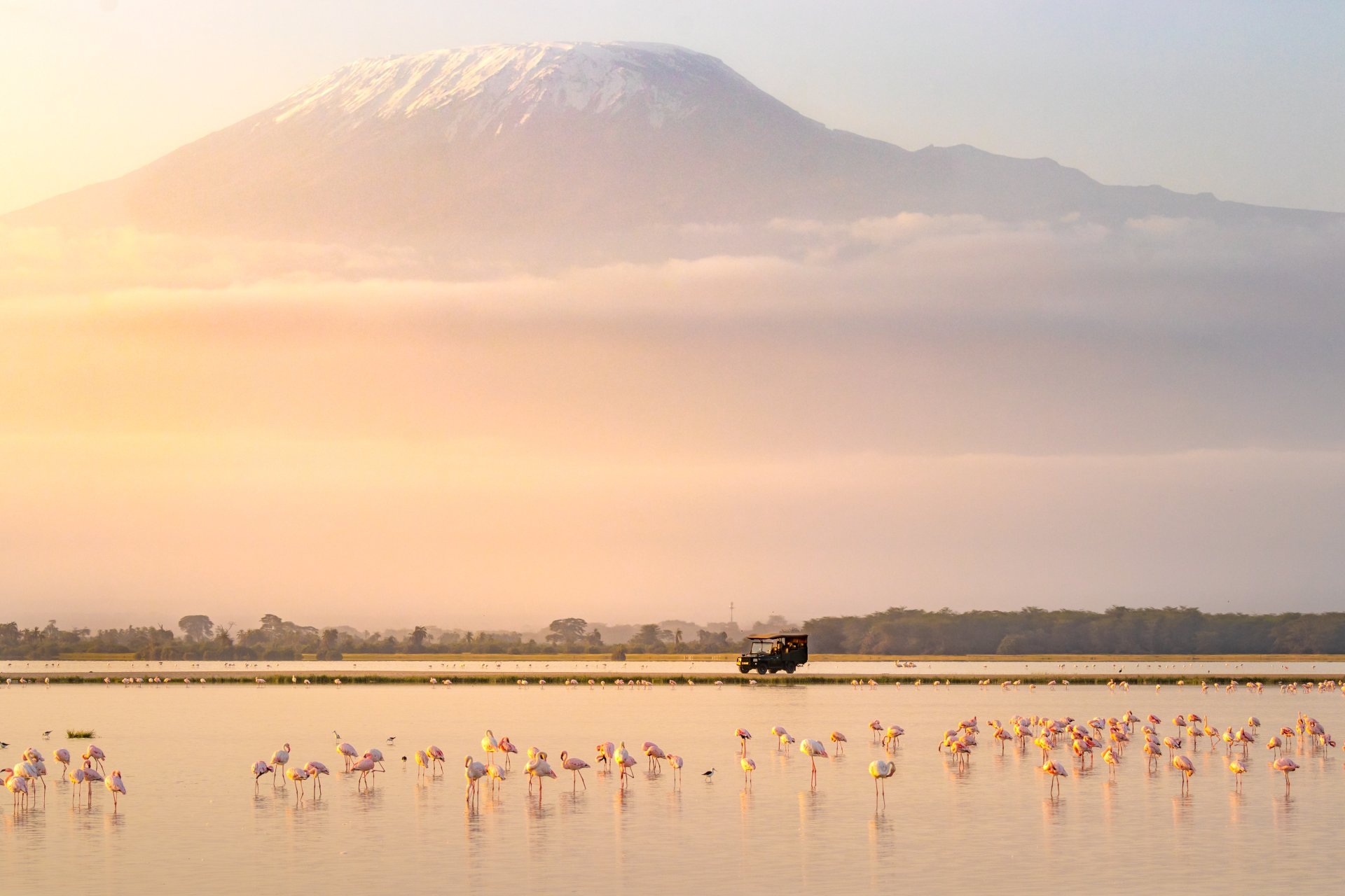 panorama muntele kilimanjaro cu stol de flamingo in parcul national amboseli kenya dimineata