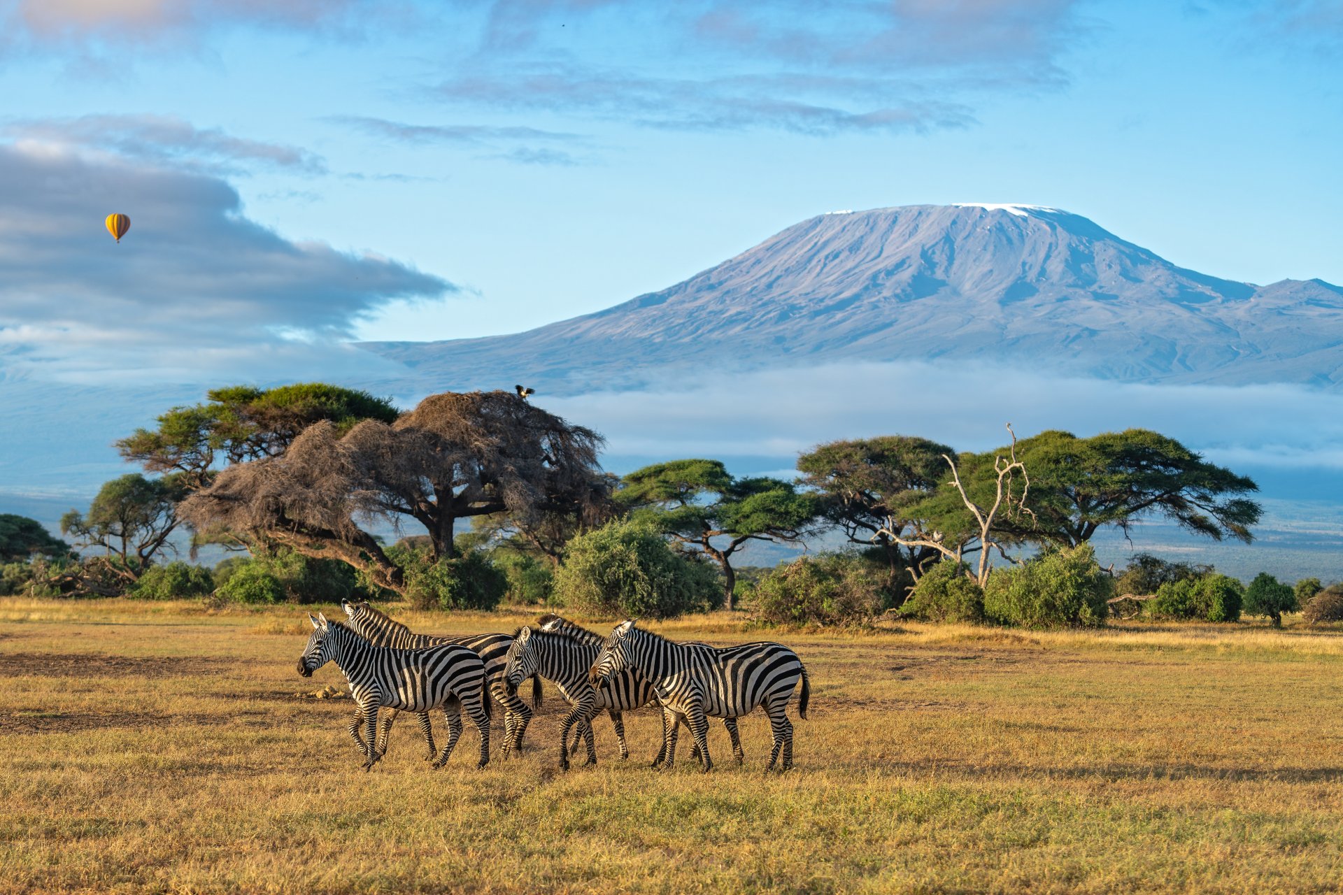 o turma de zebre in savana cu muntele Kilimanjaro in fundal si un balon in aer in Parcul National Amboseli Kenya