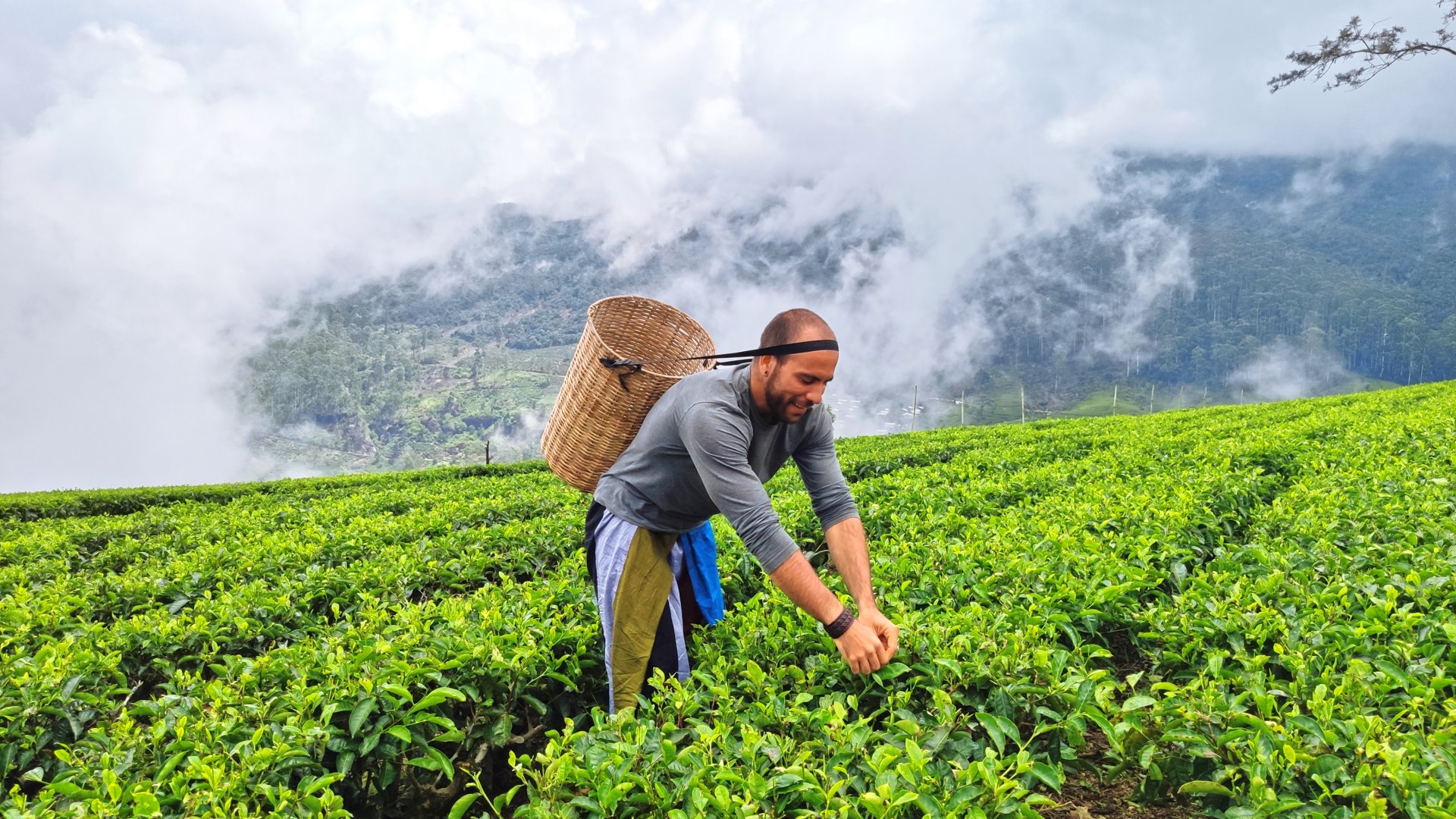 turisti care merg pe carari inguste printre plantatiile verzi de ceai din Nuwara Eliya, Sri Lanka, inconjurati de dealuri acoperite de vegetatie si ceata usoara in zona montana