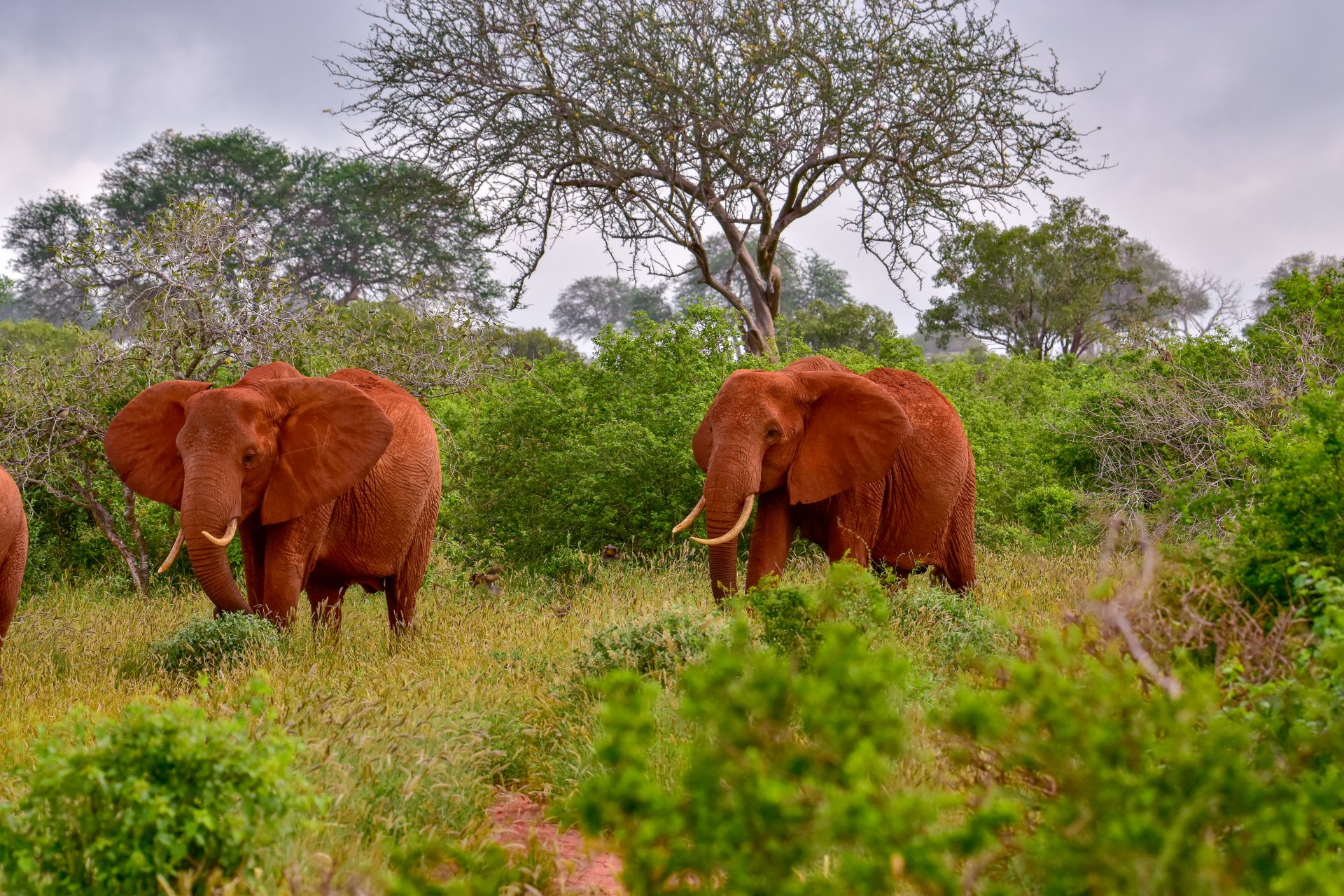 lefanti in parcurile tsavo east si tsavo west din kenya
