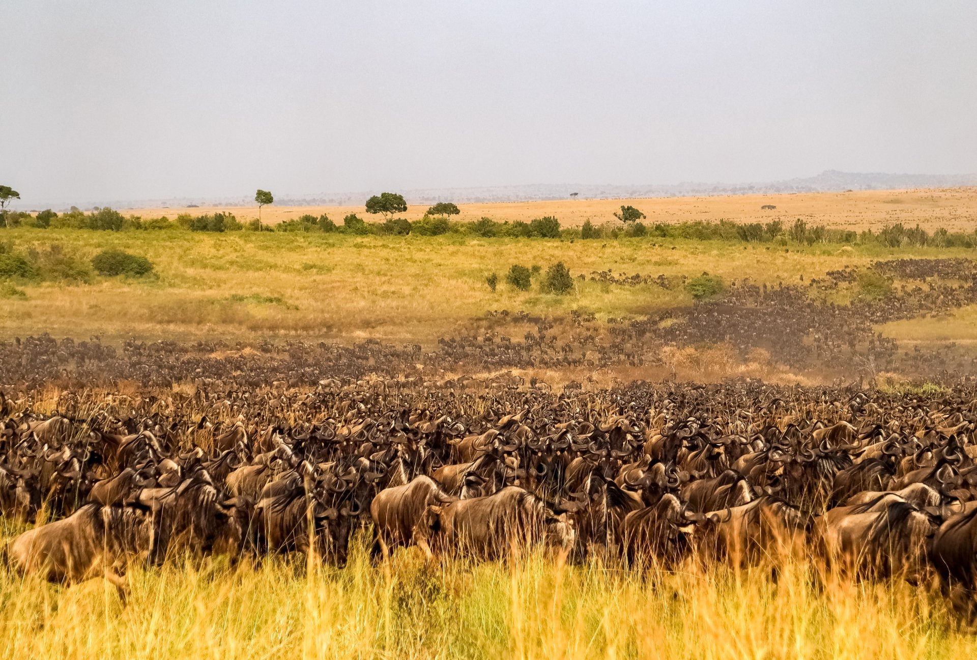 gnu participa la marea migratie traversand campiile expansive masai mara din kenya