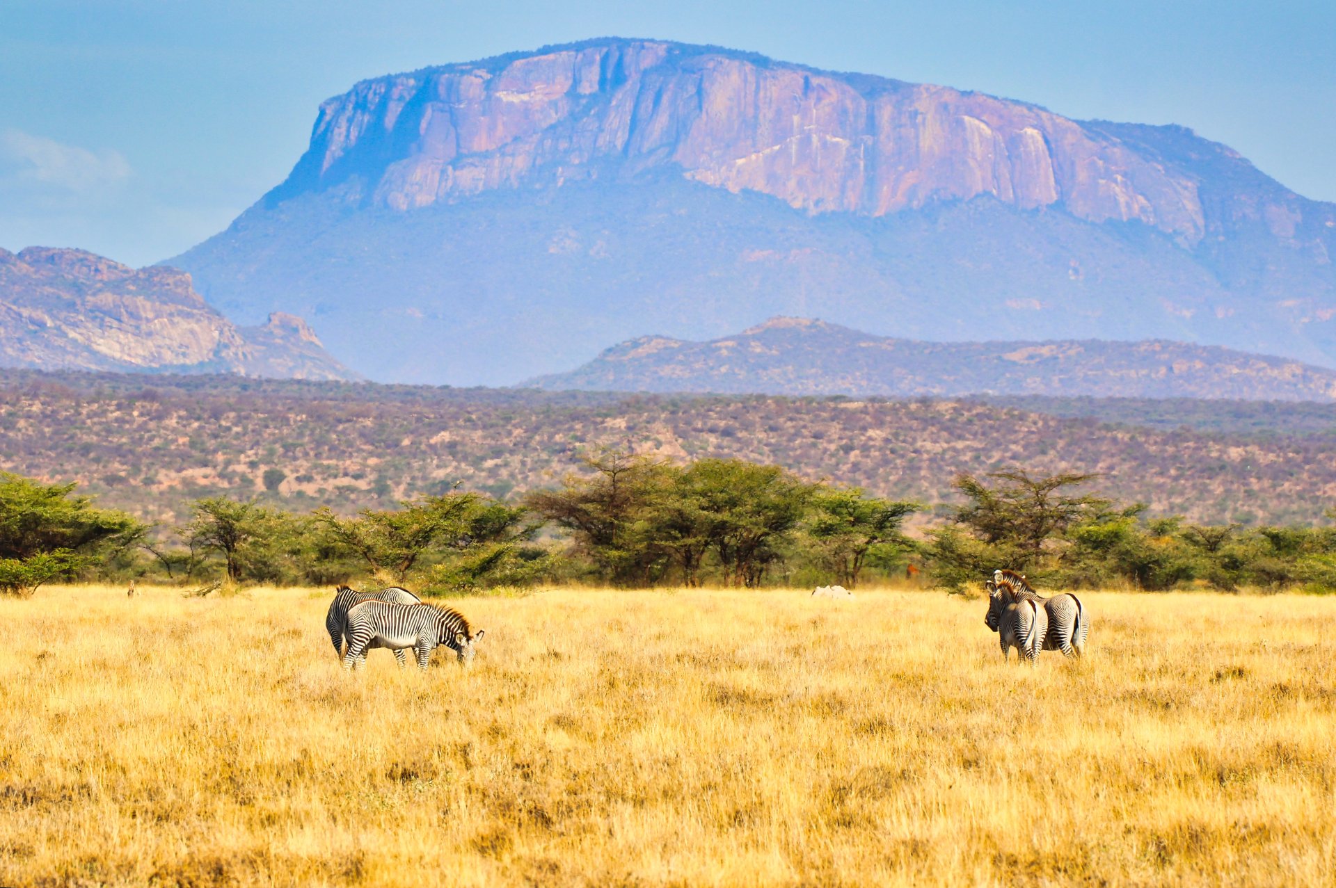 turma zebre grevy pasc in savana samburu kenya cu muntele ololokwe in fundal