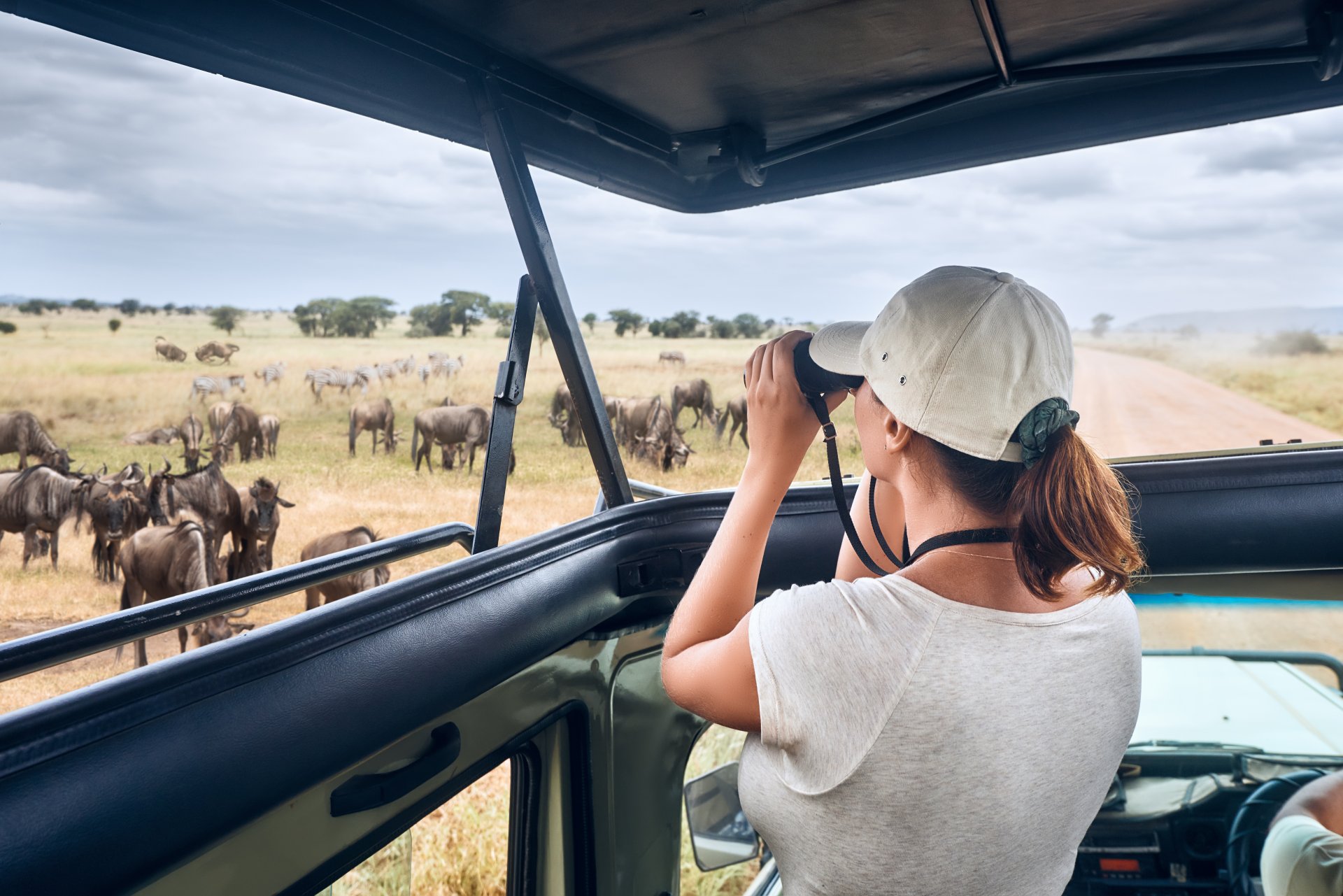 femeie turist safari kenya tanzania calatorie cu masina acoperis deschis zebre antilope savana serengeti