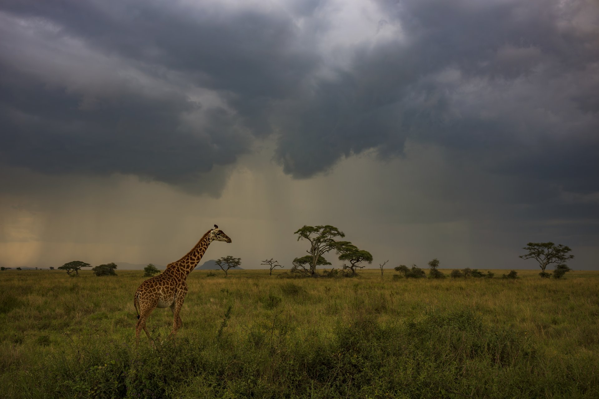 girafa salbatica in iarba inalta in timpul unei furtuni in Parcul National Serengeti Tanzania Africa