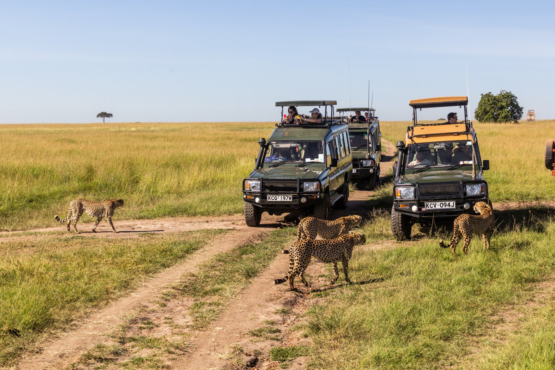 masini de safari si gheparzi in rezervatia naturala Masai Mara Kenya