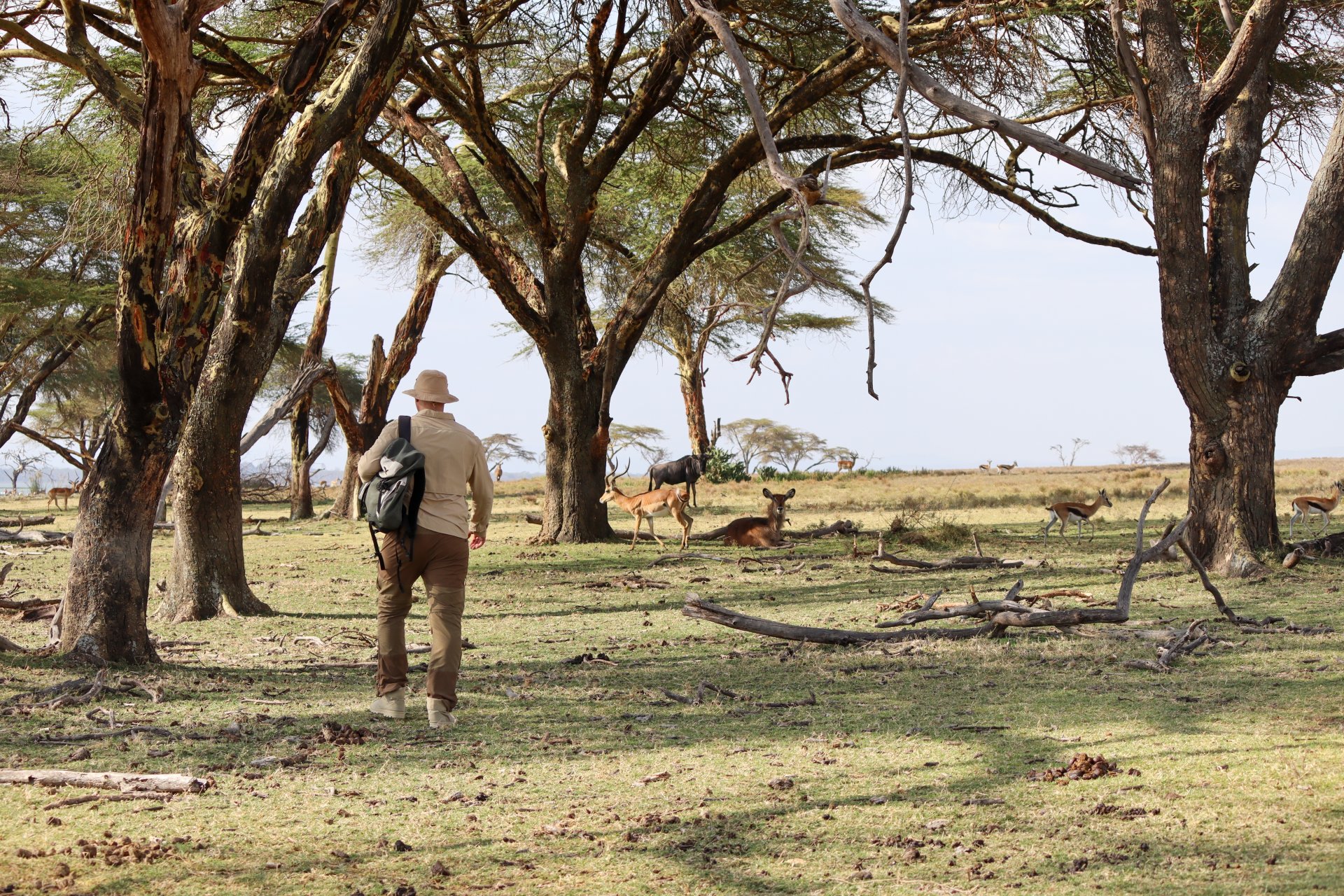 om cu palarie safari pe jos in masai mara cu rucsac si animale salbatice in fundal aventura safari