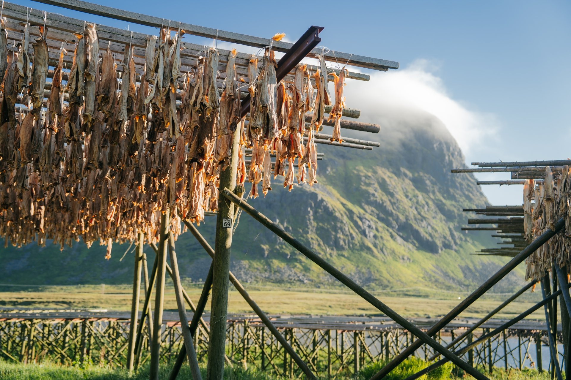 Pesti cod pusi la uscat pe suporturi traditionale din lemn in Insulele Lofoten, cu peisajul spectaculos al nordului Norvegiei in fundal.