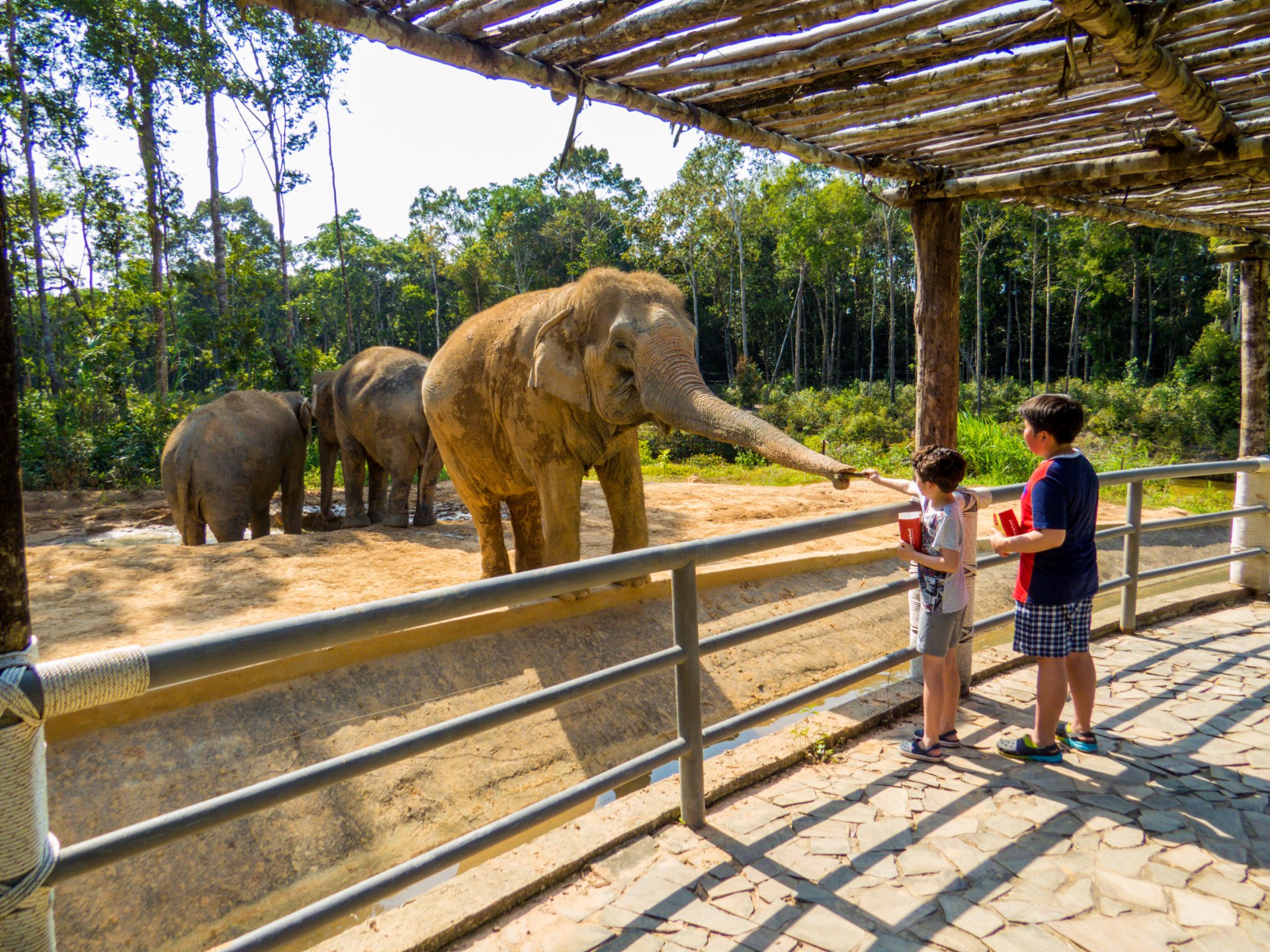 Copii hranind un elefant asiatic in parcul Vinpearl Safari din Phu Quoc, Vietnam