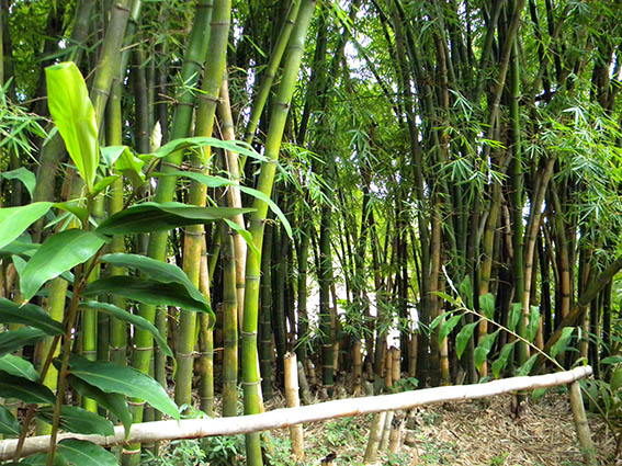 Panoramă Madagascar
