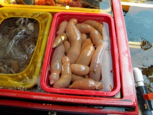 Busan - Jagalchi Fishery Market 1