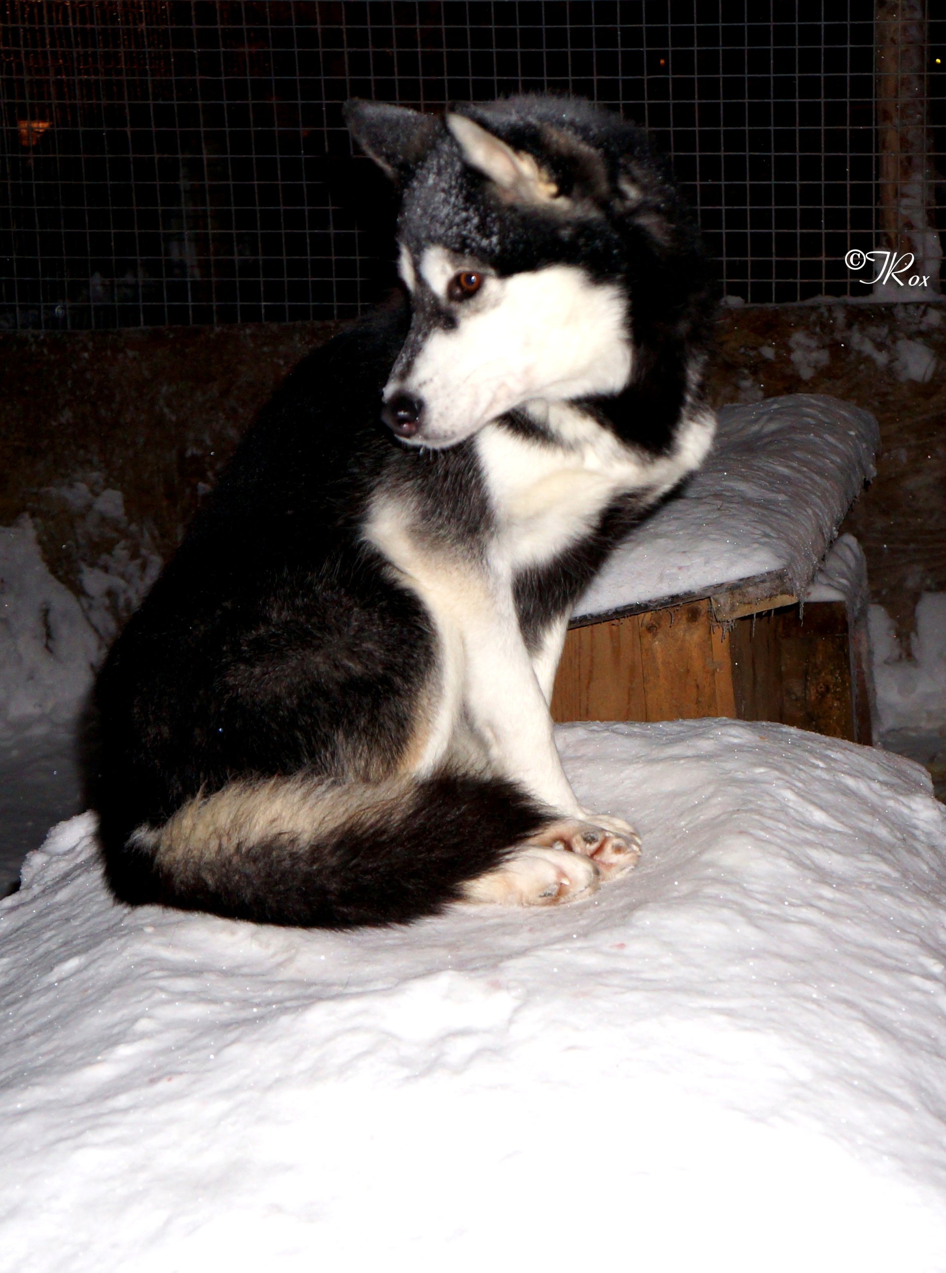 Plimbare cu husky