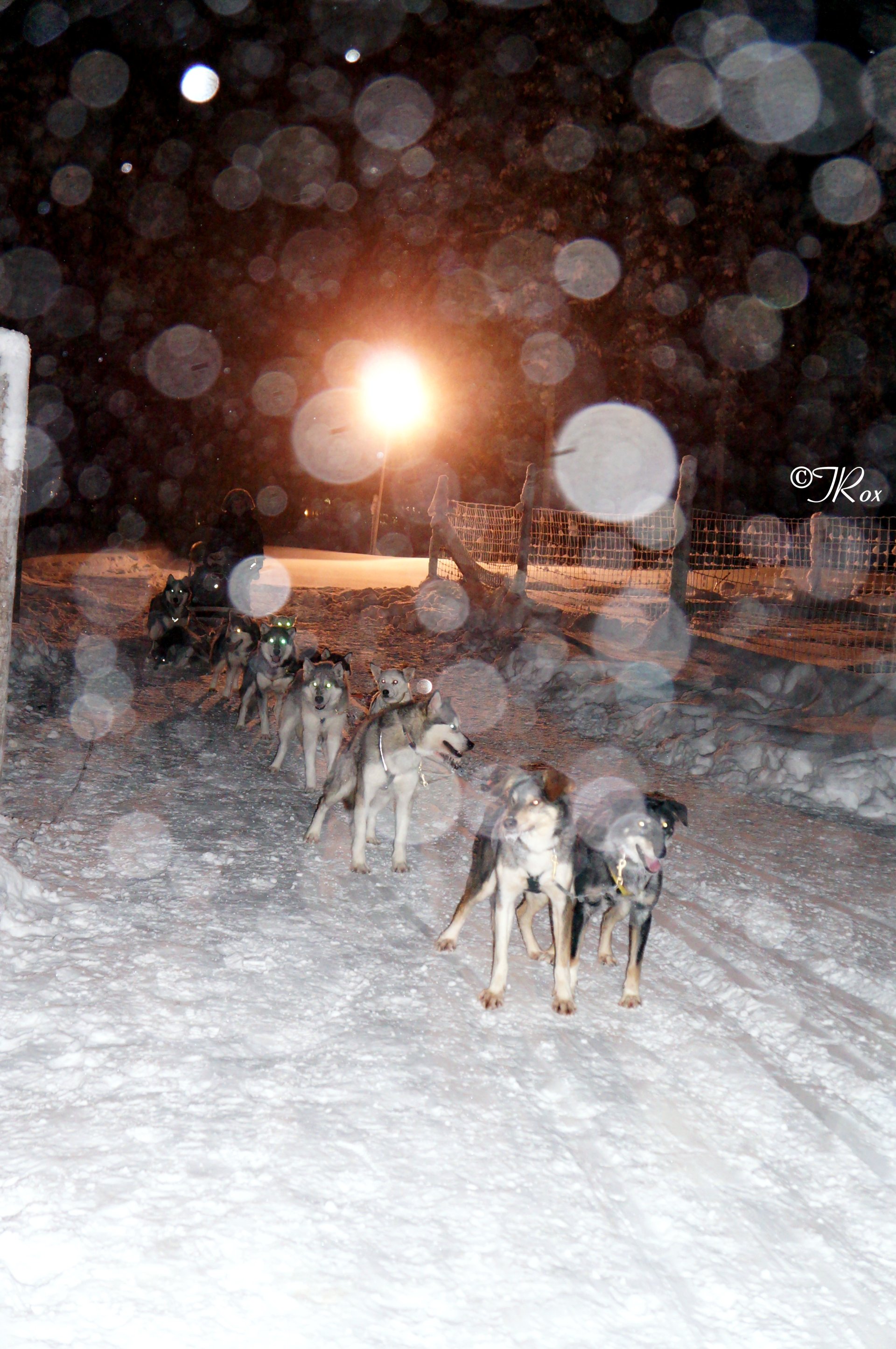 Câini husky în Laponia