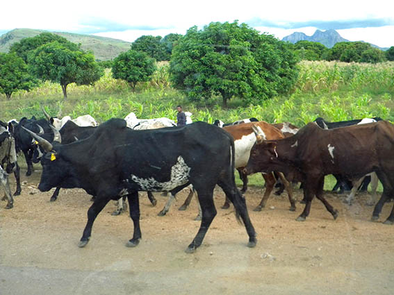 Lemurieni în Madagascar