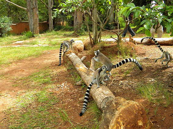 Fluturi din Madagascar