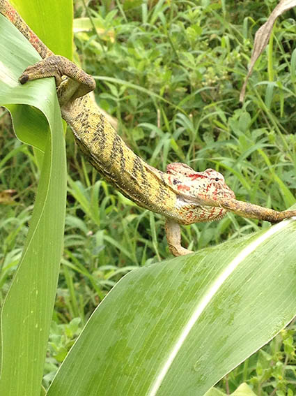 Gârgărița-girafă