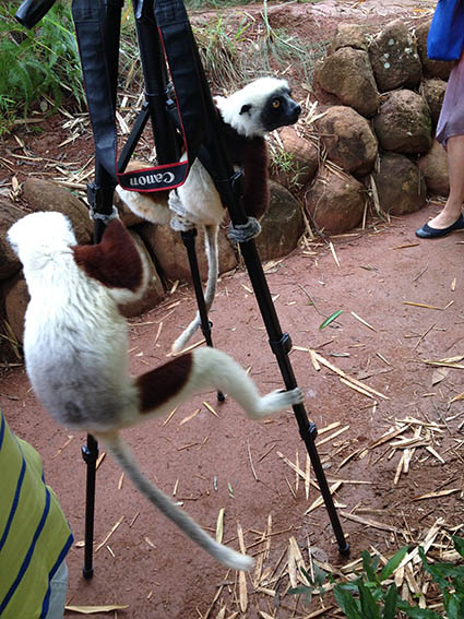 Zebu în Madagascar