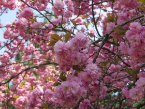 Spring in South Korea