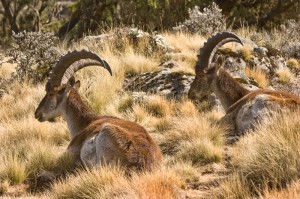 Ibex Walia