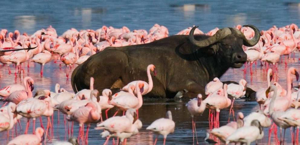Kenya 2023 - Big Five Safari Si Plaja La Oceanul Indian