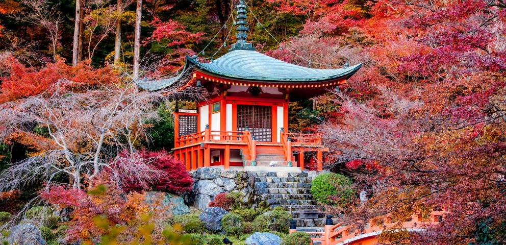 Japonia 2023 - Sarbatoarea Ciresilor In Floare