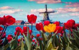 Amsterdam 2024 - Parada Florilor