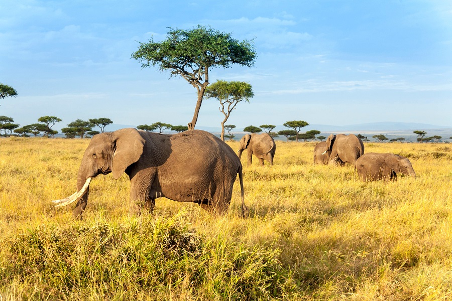 Kenya 25.11.2023 - Big Five Safari Si Plaja La Oceanul Indian