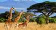 Kenya 20.06.2023 - Big Five Safari Si Plaja La Oceanul Indian