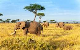 Kenya 25.11.2023 - Big Five Safari Si Plaja La Oceanul Indian