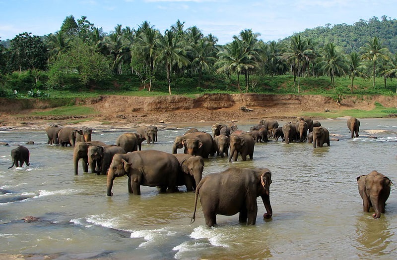 Sri Lanka 2024 - O Destinatie Tropicala Fascinanta (23.11)