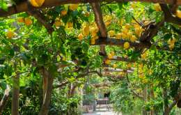 Sorrento 2026 - Vacanta Pe Taramul Livezilor De Lamai